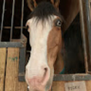 Meet your Posher, Carly